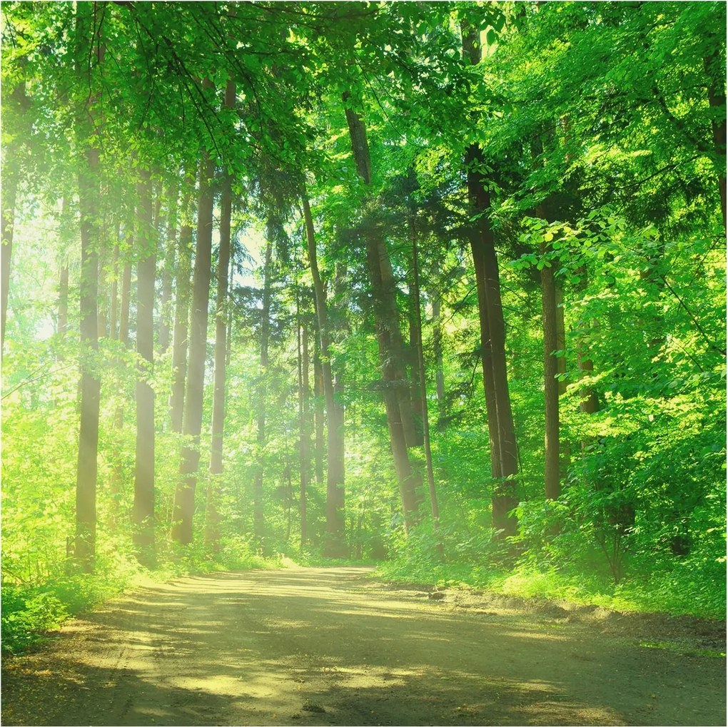 Fotótapéta Flizelin Dekoratív az irodába Erdei ösvény 250x250 Ragasztó