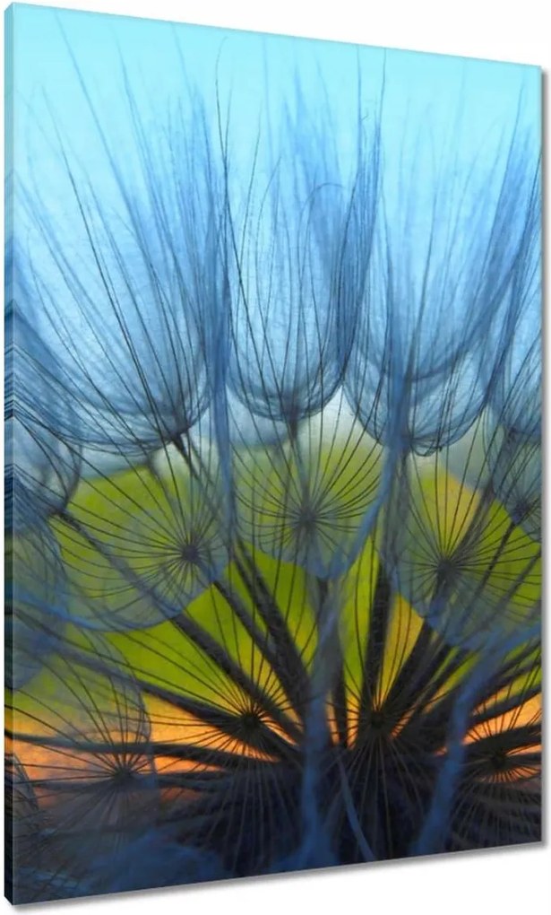 Vászonkép 70x100 Pitypang Virág Virágok