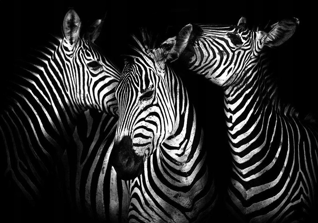 Zebra flizelin fotótapéta bézs háttérrel egy stílusos otthonhoz 250x175 +ragasztó