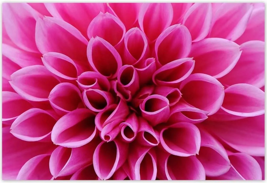 Poszterek 200x135 Liliom