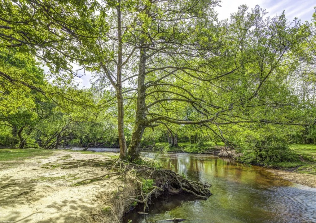 Poszter 42x29,7cm Tó az erdőben 2, Assaf Frank