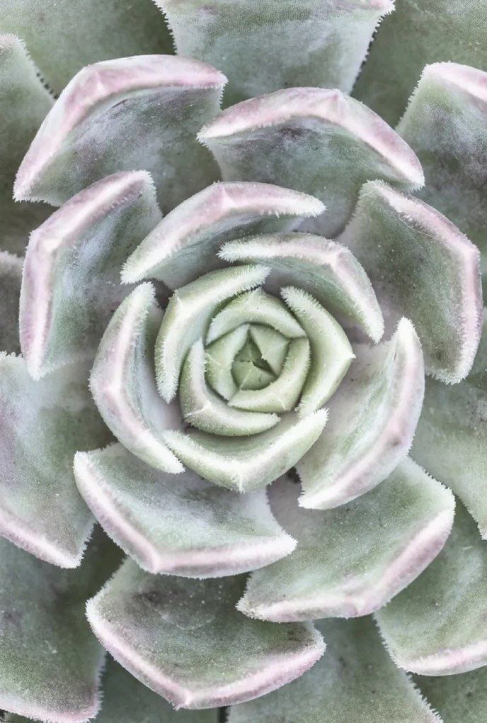 Poszter 61x90,5cm Pozsgás, Assaf Frank