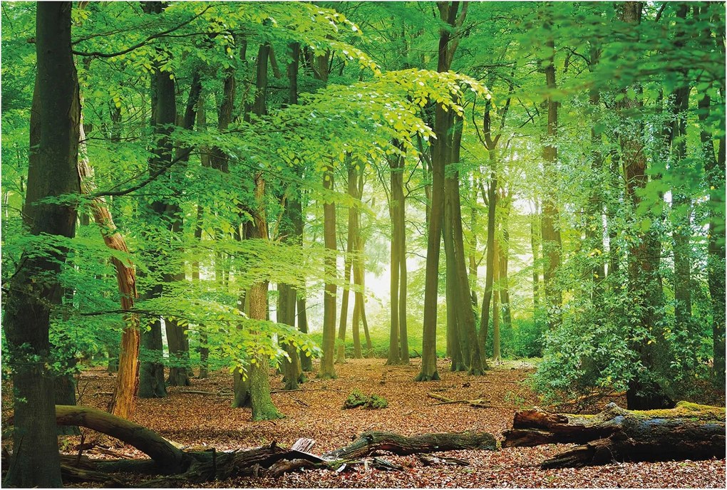 Flizelin fotótapéta Flizelin Design Zöld erdő 104x70 Ragasztó