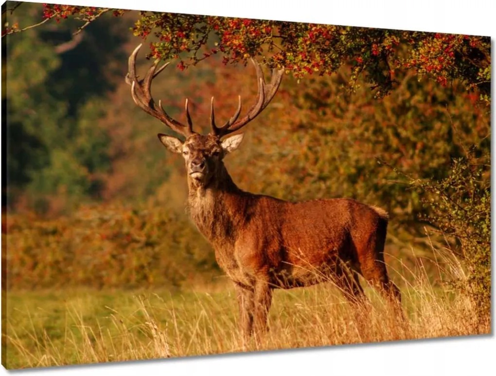 Vászonkép 90x60 Királyszarvas