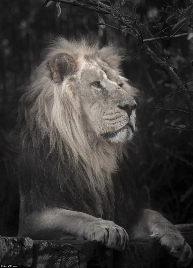 Poszter 20,5x28,4cm Oroszlán, Assaf Frank