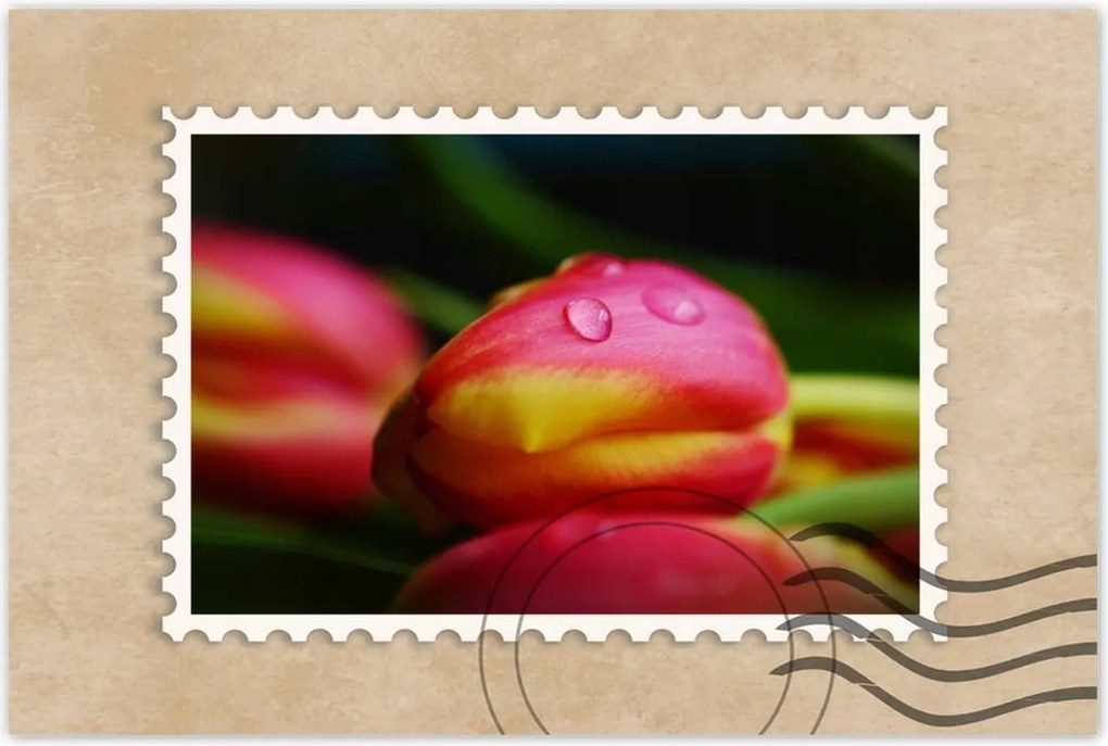 Poszterek 120x80 Tulipánok makró fotó