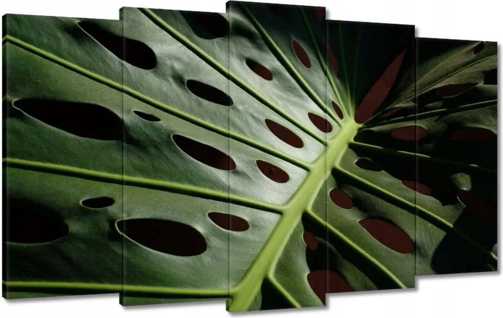 Vászonkép 100x60 Mosnter levelei lyukas