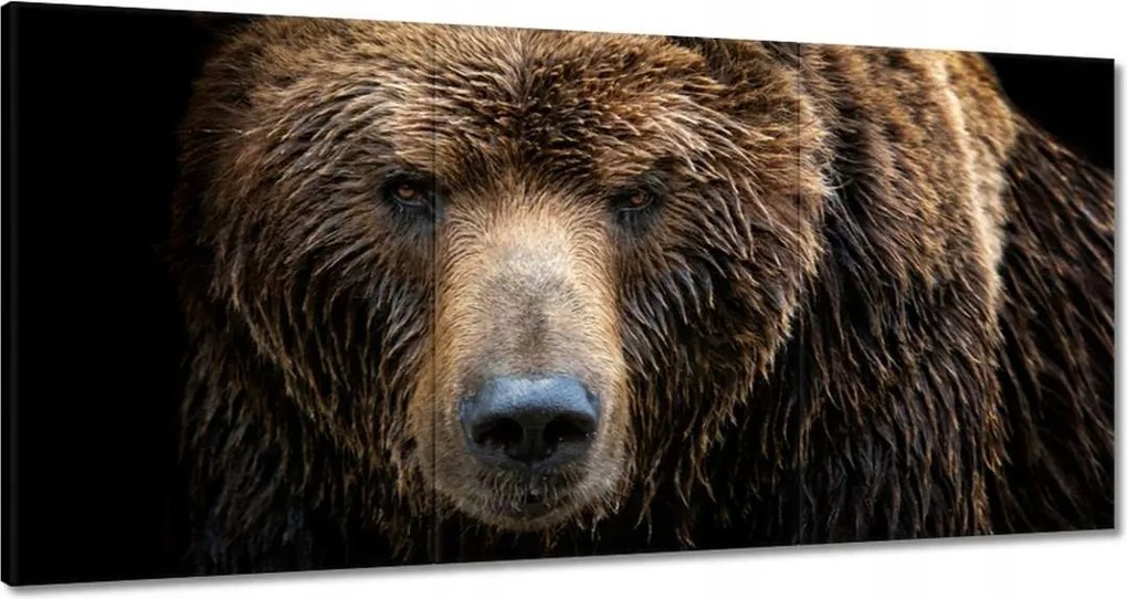 Festmények 180x90 Medve portré