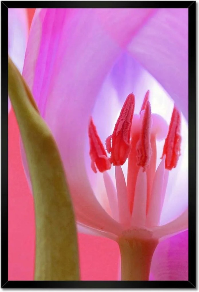 Poszter keretben 40x60 Rózsaszín tulipán