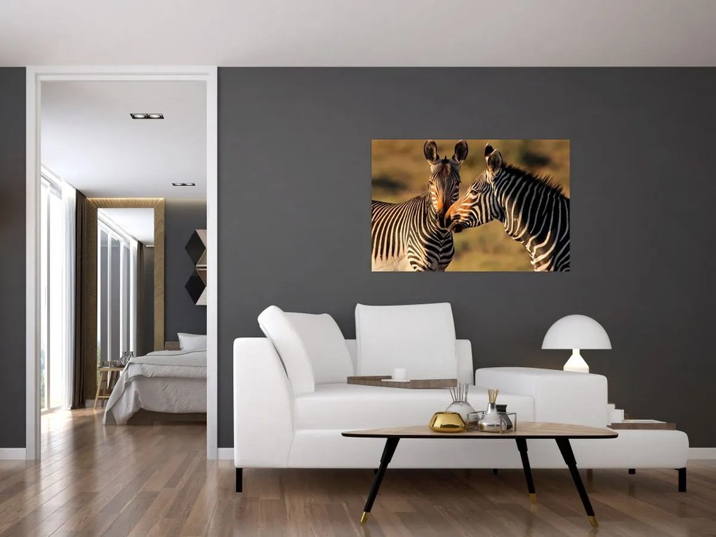 Kép - Két zebra (90x60 cm)