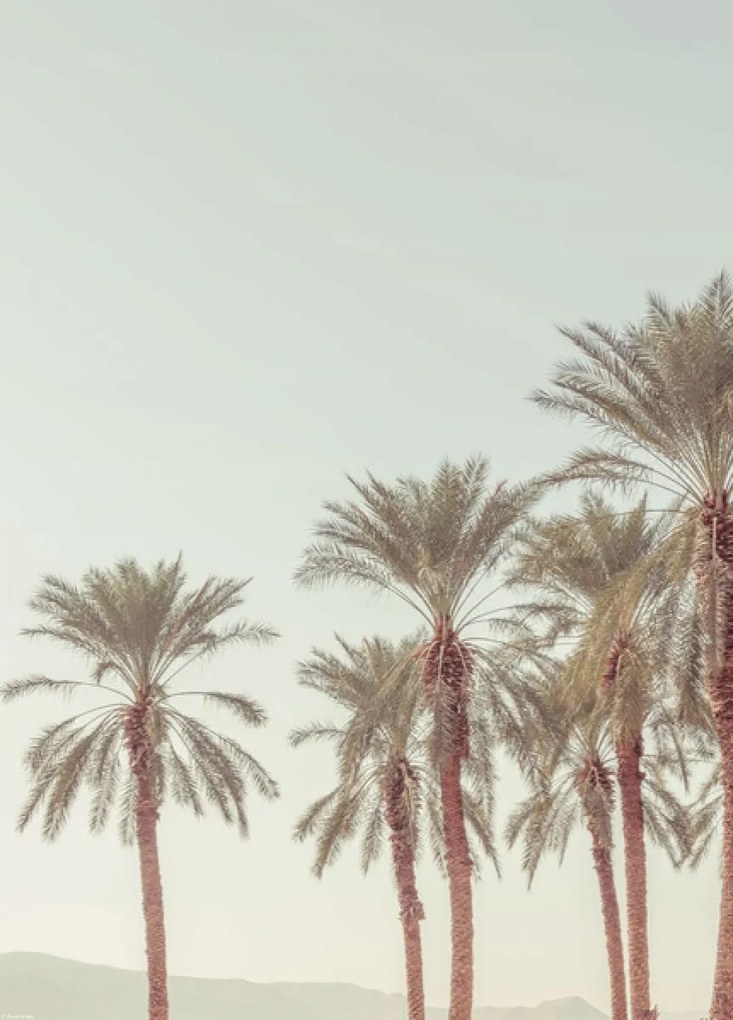 Poszter 39,5x55cm Pálmafák, Assaf Frank