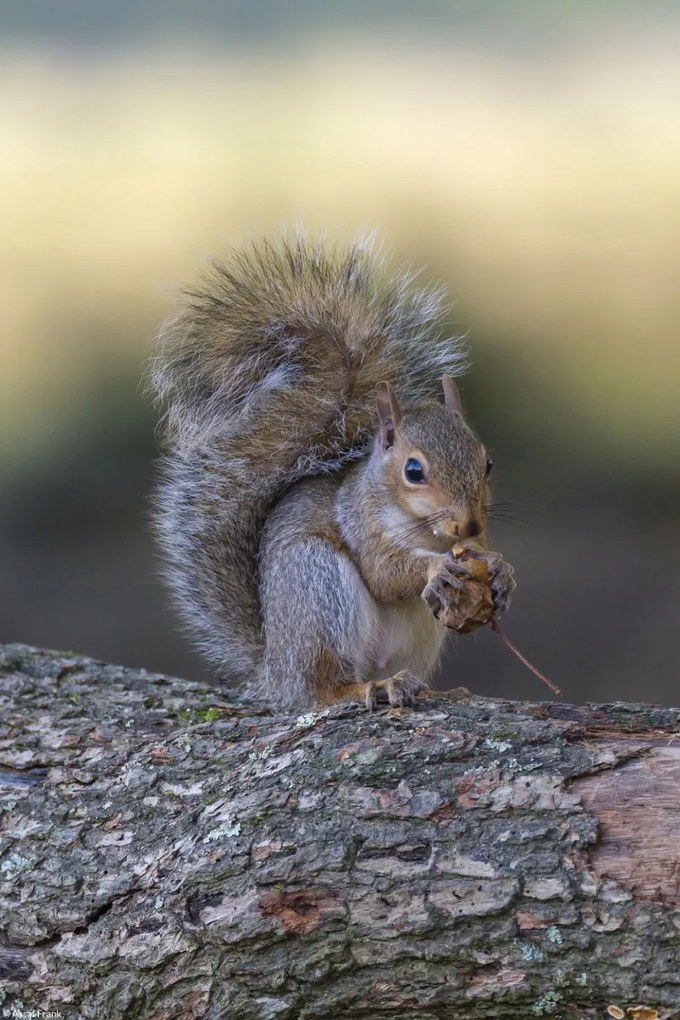 Poszter 20x30cm Diót evő mókus, Assaf Frank