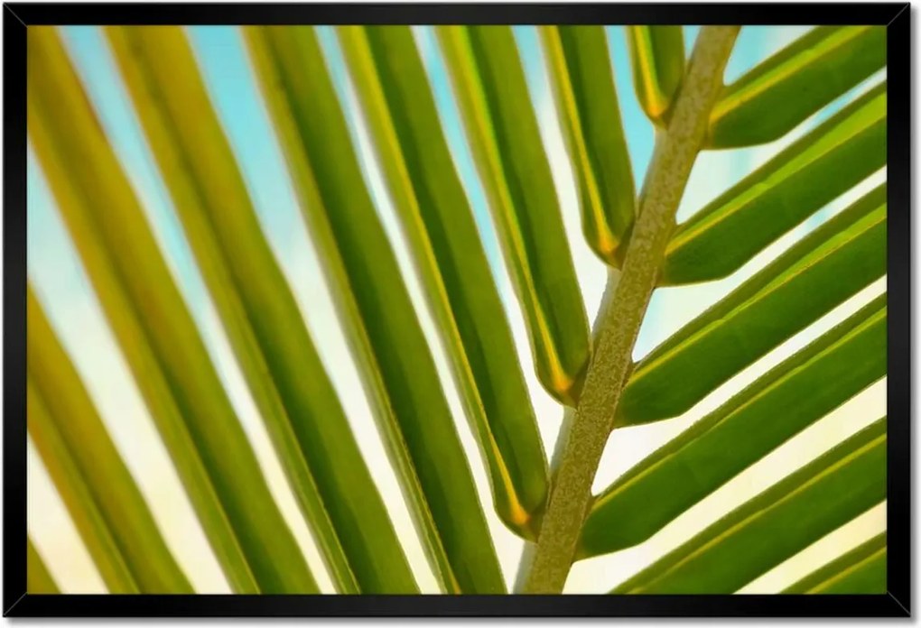 Poszter keretben 60x40 Pálmalevél Levél