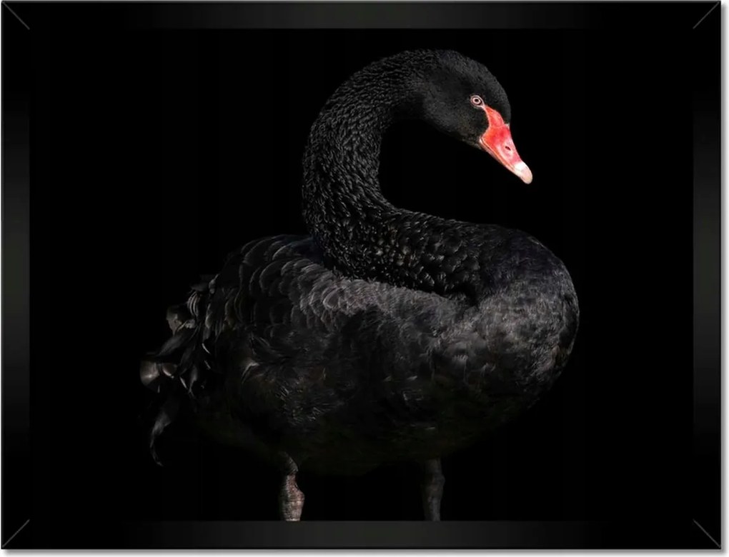 Poszterek keretben 40x30 Fekete hattyú Ausztrália