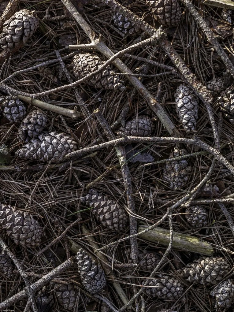 Poszter 30x40cm Erdei talaj tobozokkal és faágakkal borítva, Assaf Fr