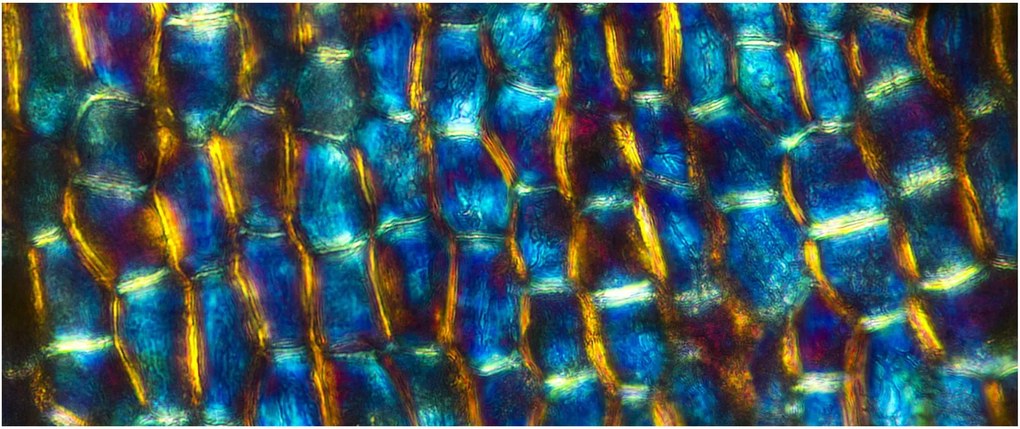 Kép - Sejtfal (120x50 cm)