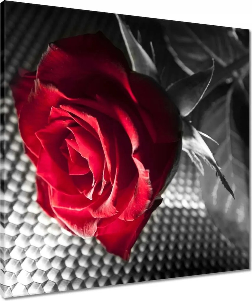 Vászonkép 60x60 Rózsa egy nőnek