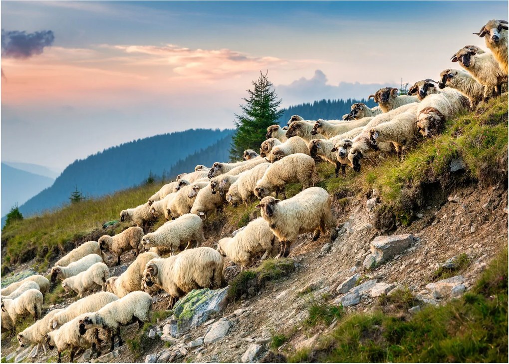Üveg kép - Egy nyáj birka (70x50 cm)