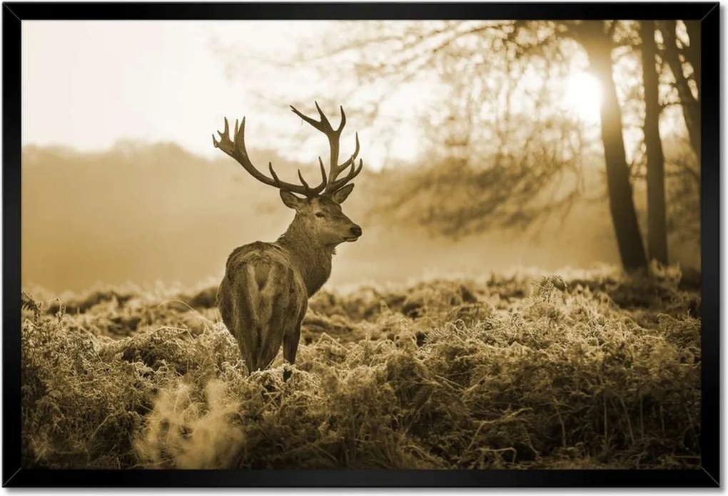 Poszterek keretben 60x40 Szarvas az erdőben
