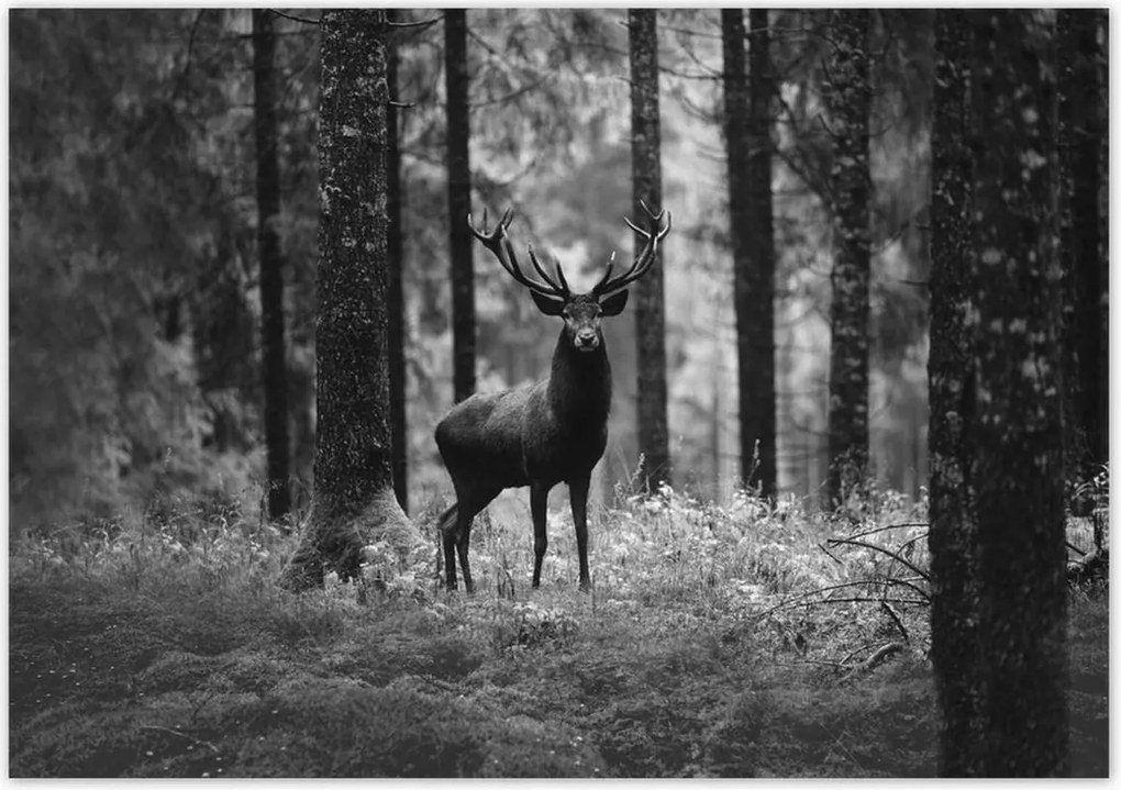 Poszterek 100x70 Szarvas az erdőben B&amp;w