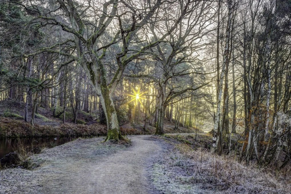 Poszter 60x40cm Vidéki csatorna fákkal és ösvényrel, Assaf Frank