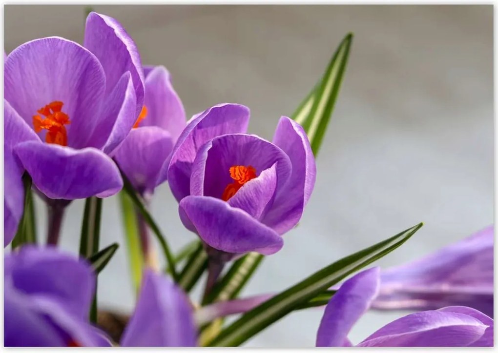 Poszterek 100x70 Krokus Virágok