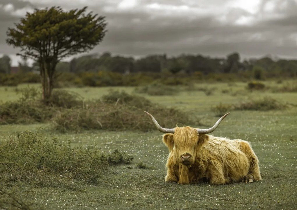 Poszter 84x59,5cm Tehén a faluban 2, Assaf Frank