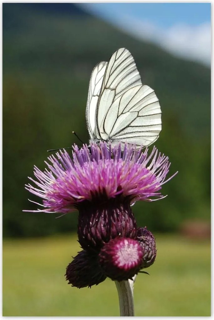 Poszterek 80x120 Fehér káposzta