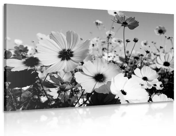 Kép tavaszi virágok réten fekete fehérben