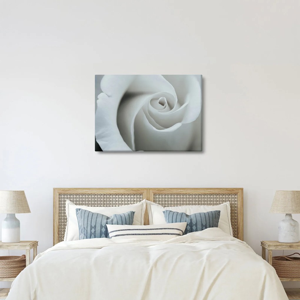 Kép - Fehér rózsa (70x50 cm)