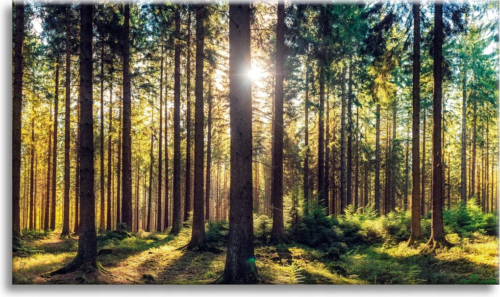 Vászonkép Erdő Nap Fák Tavasz Reggel 90x60 cm