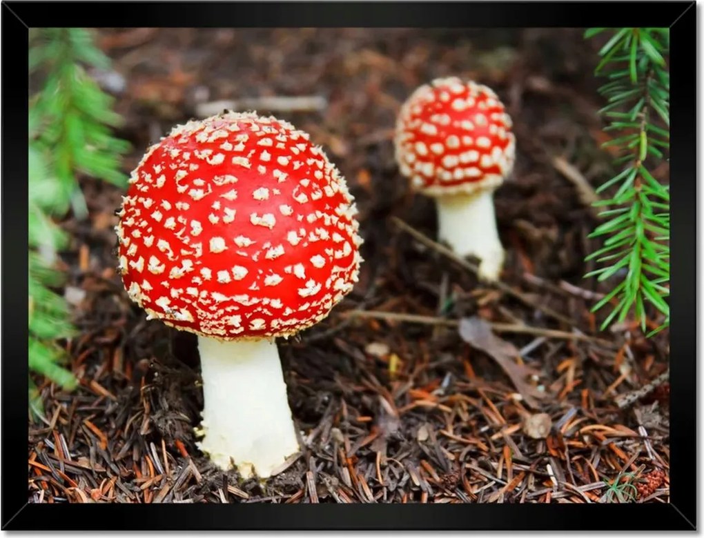 Poszterek keretben 40x30 Legyek Mérgező szépség