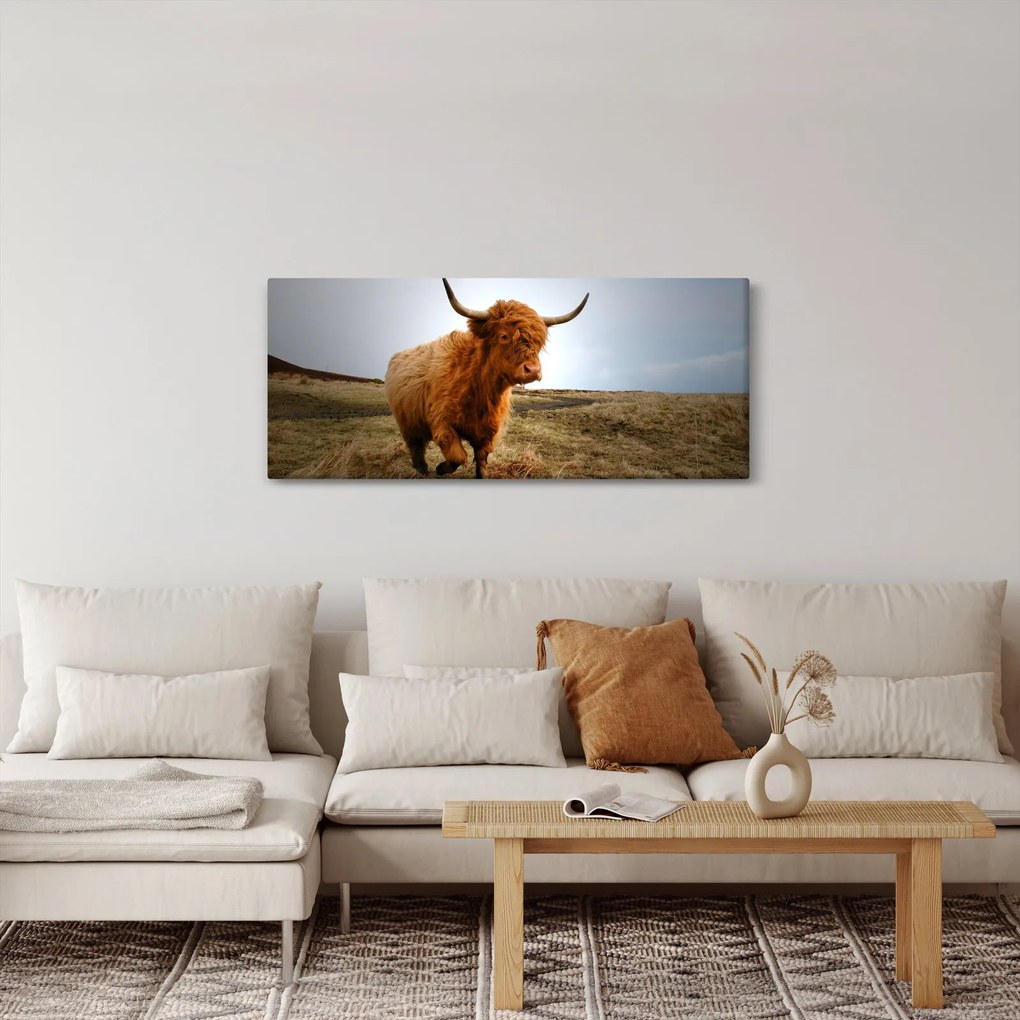 Egy skót tehén képe (120x50 cm)
