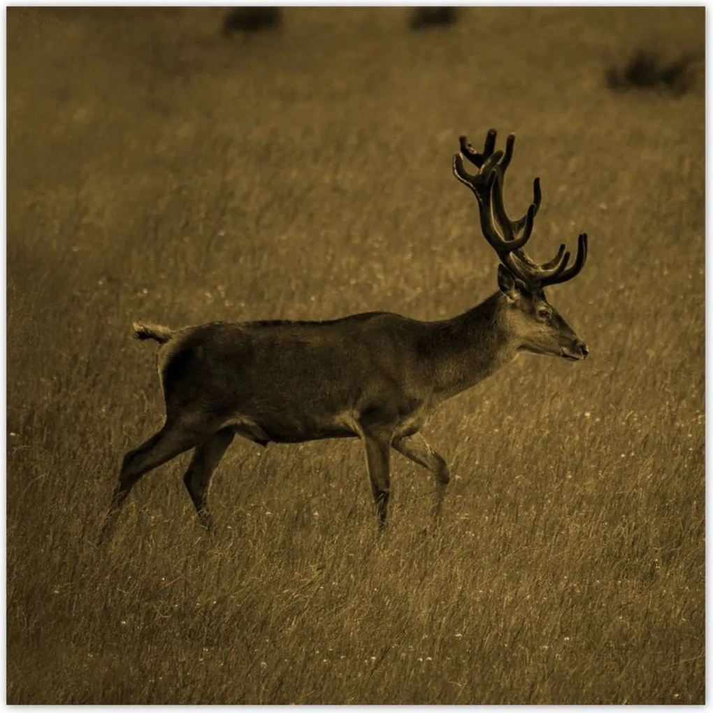 Poszterek 30x30 Szarvas