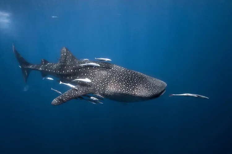 Fotográfia Whale shark, Barathieu Gabriel