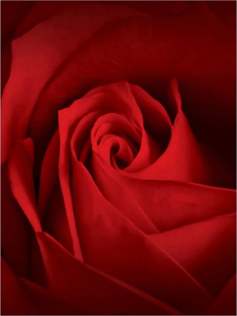 Fotótapéta Vörös rózsa Makro szirmok Szerelem vinil 184x254 +ragasztó