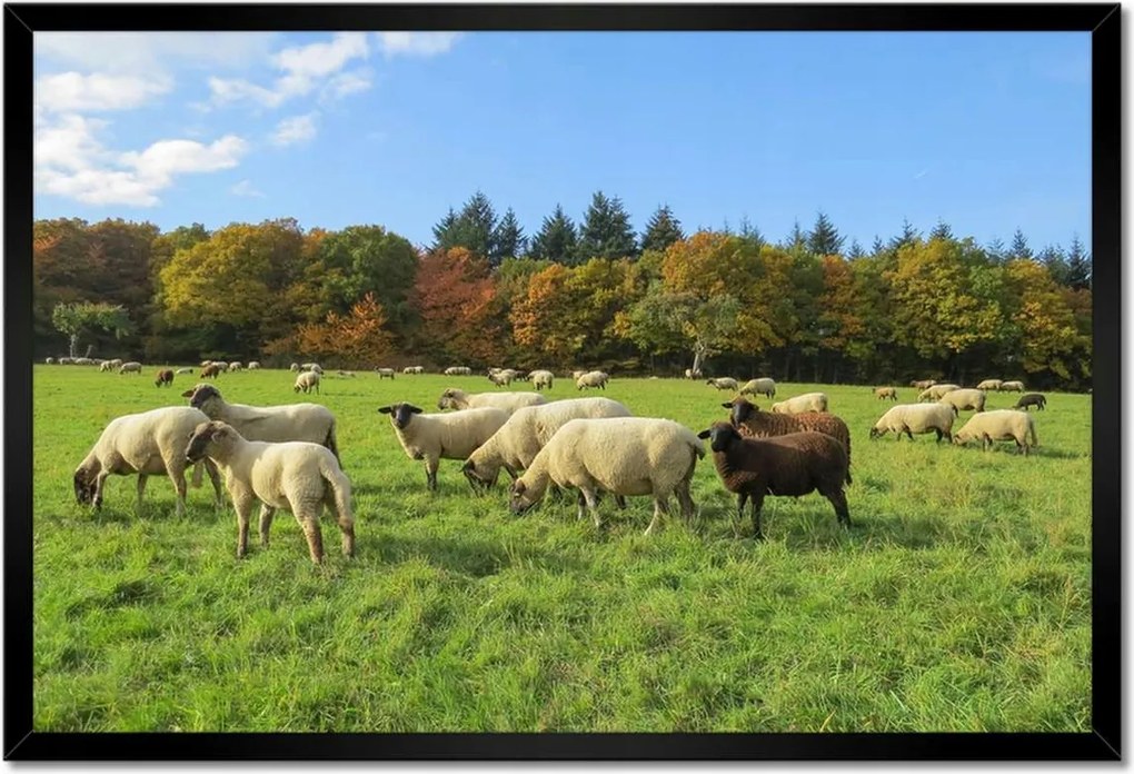 Poszterek keretben 60x40 Juh legeltetés Bárányok