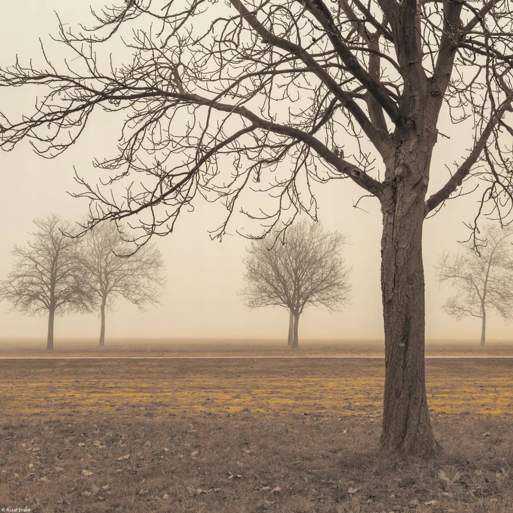 Poszter 30x30cm Fák egy ködös napon, Assaf Frank