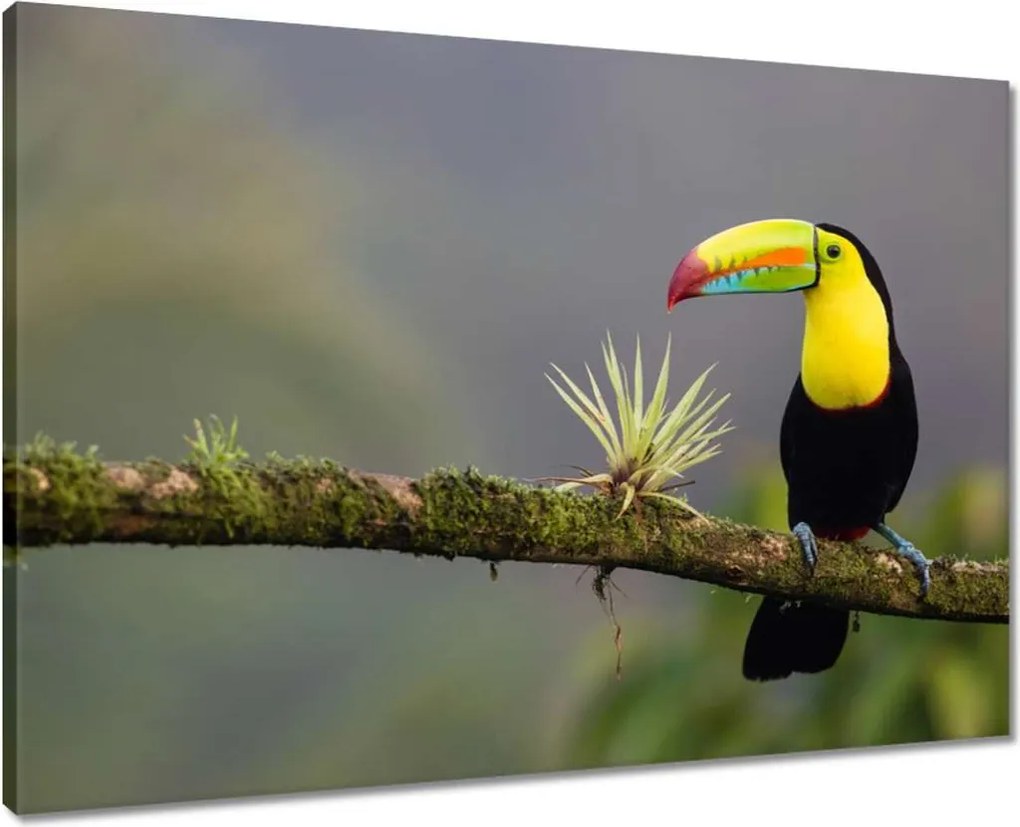 Vászonkép 70x50 Madarak