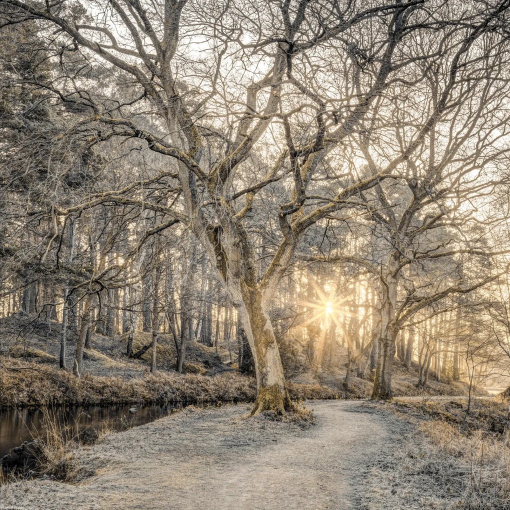 Poszter 40x40cm Vidéki csatorna fákkal és ösvényrel 2, Assaf Frank