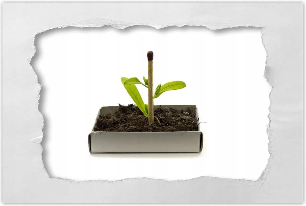 Poszterek 60x40 Zöld erő