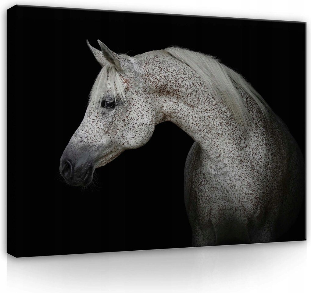 Vászonkép 80x60 Arab ló portré állat kecsesség erő elegancia művészet