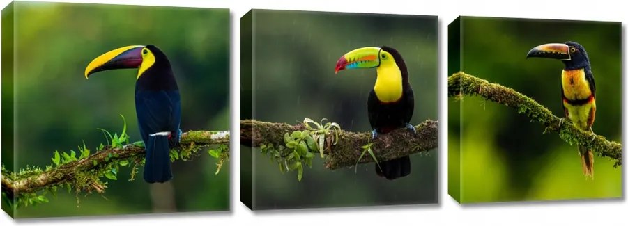 Képek Triptichonok 3x 30x30 Tukánok MIX