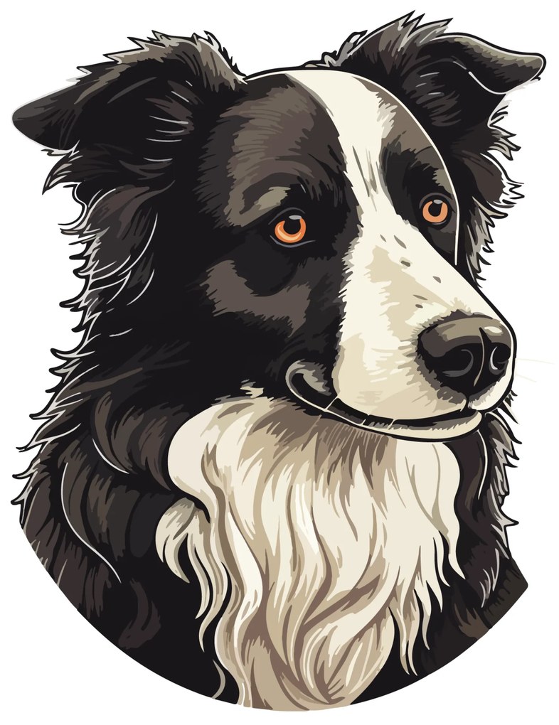 PIPPER. Matrica Border collie Méret: 15cm