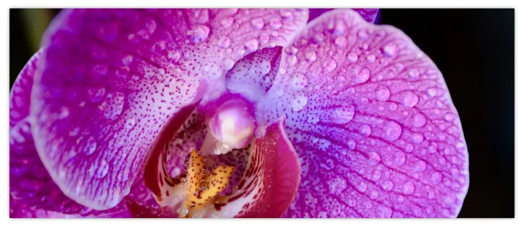 Részletes kép az orchidea virágról (120x50 cm)