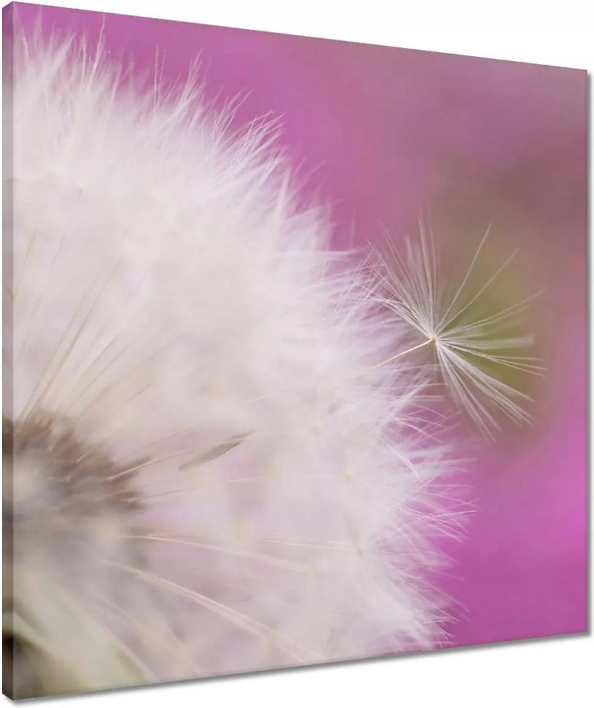 Vászonkép 50x50 Pitypang Virág Virágok