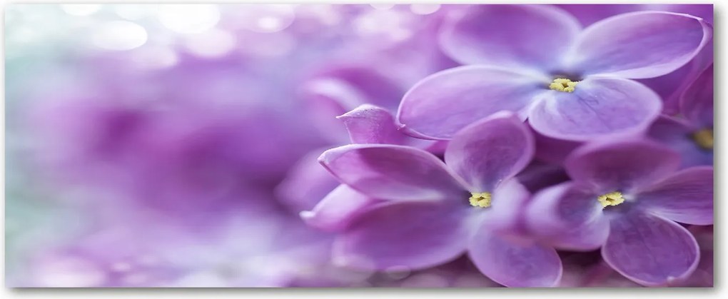 Modern üvegpanel a konyhába Lila virágok XXL