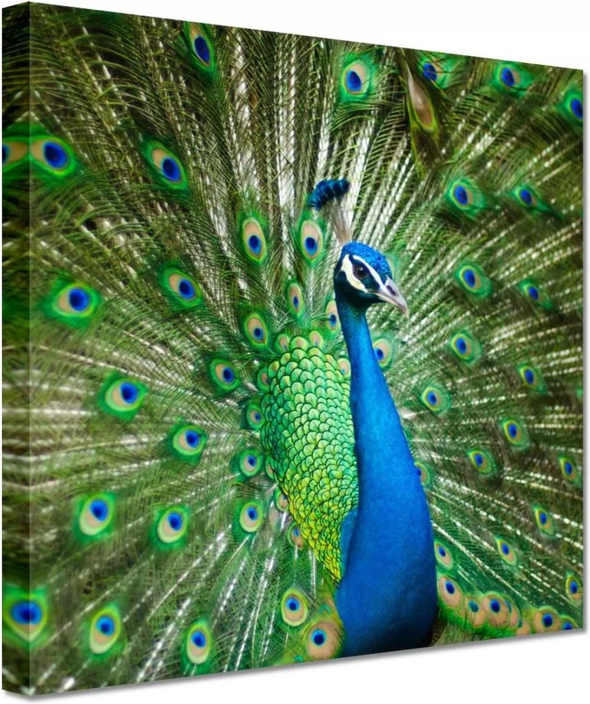 Festmények 20x20 Páva a párzási időszakban