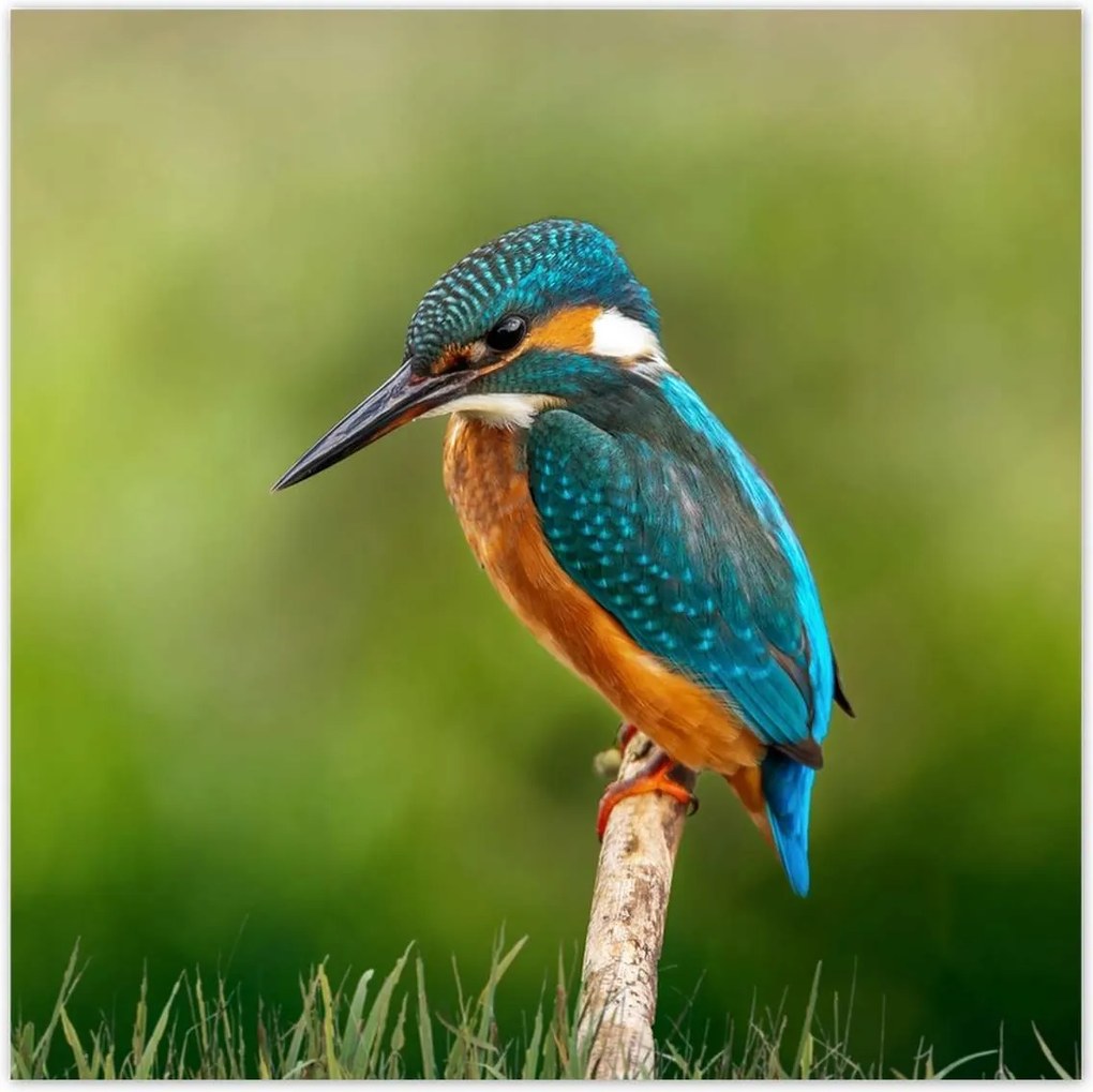 Poszterek 140x140 Mit is lehetne itt ropogtatni