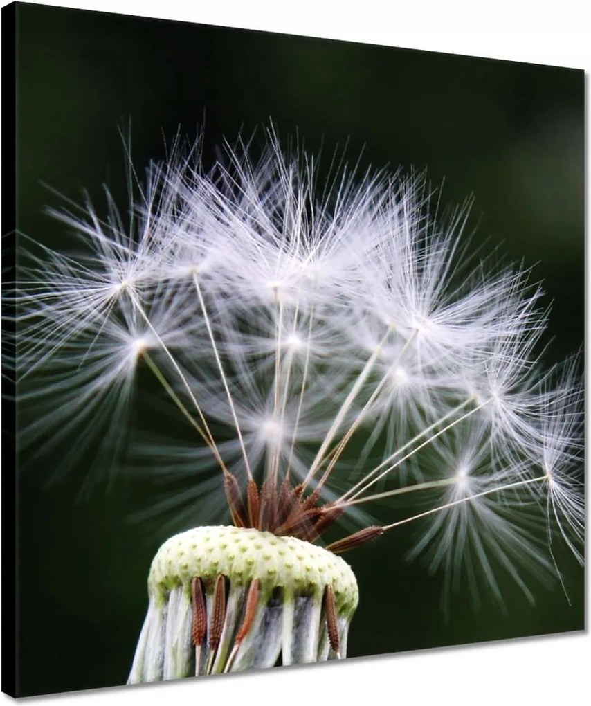 Vászonkép 40x40 Pitypang Virág Virágok